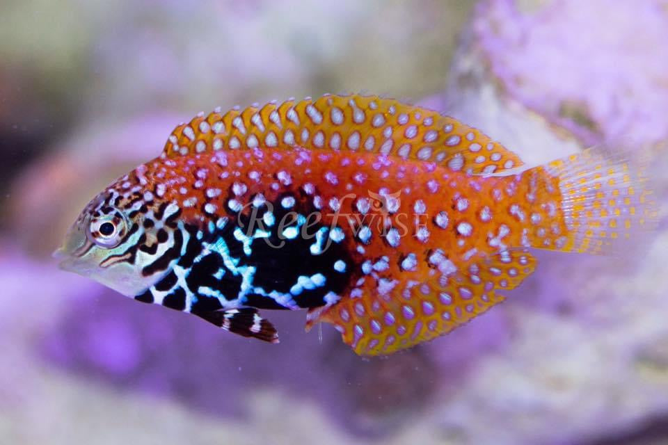 Blue star Leopard Wrasse