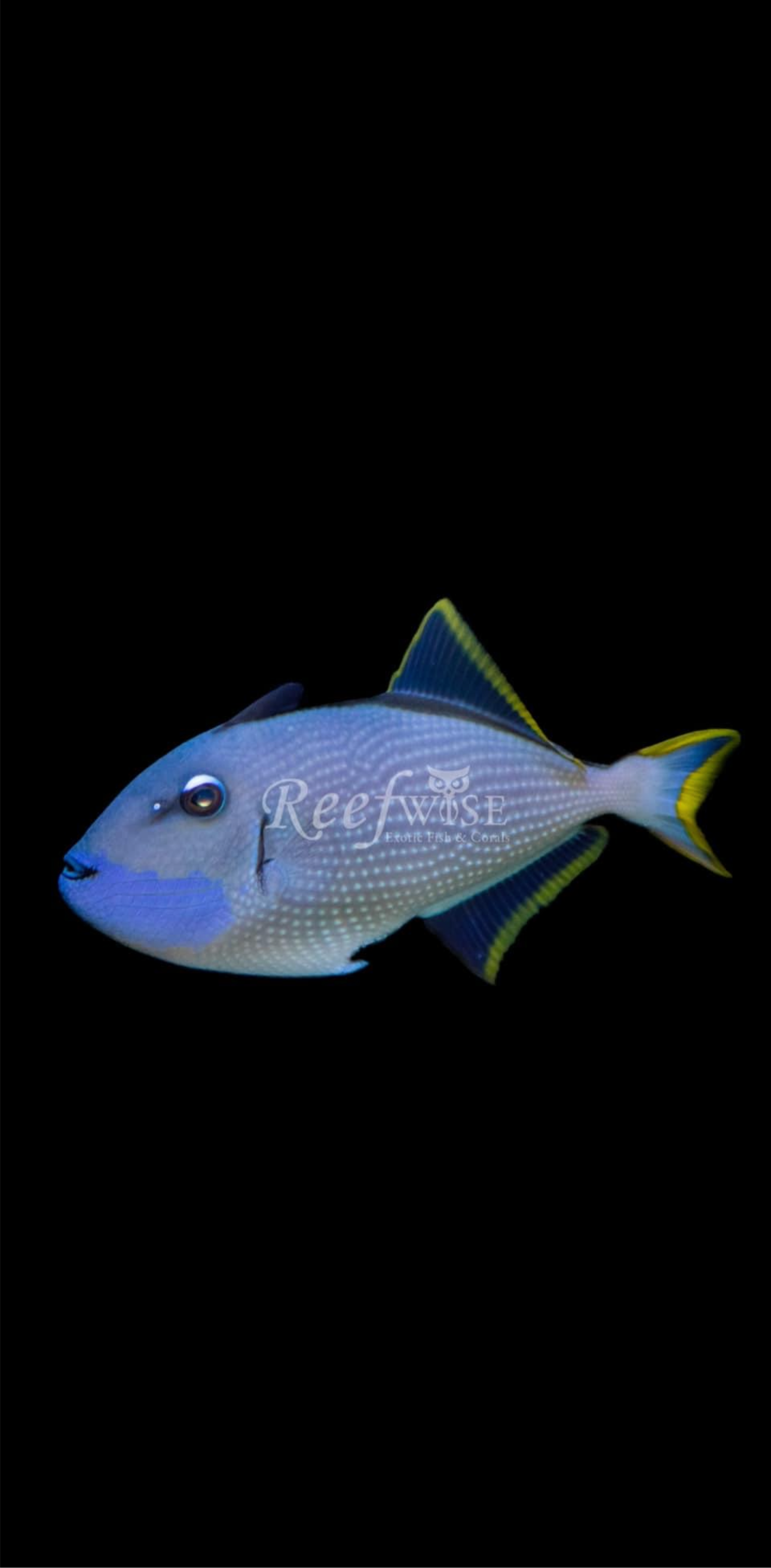 Blue Throat Trigger (Female)