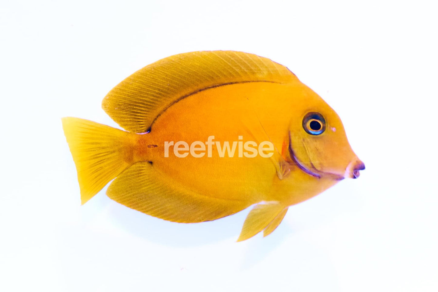 Chocolate Mimic Tang (Small)