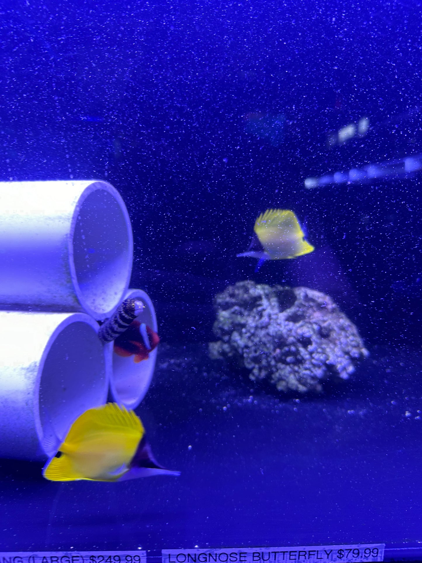 Longnose Butterflyfish