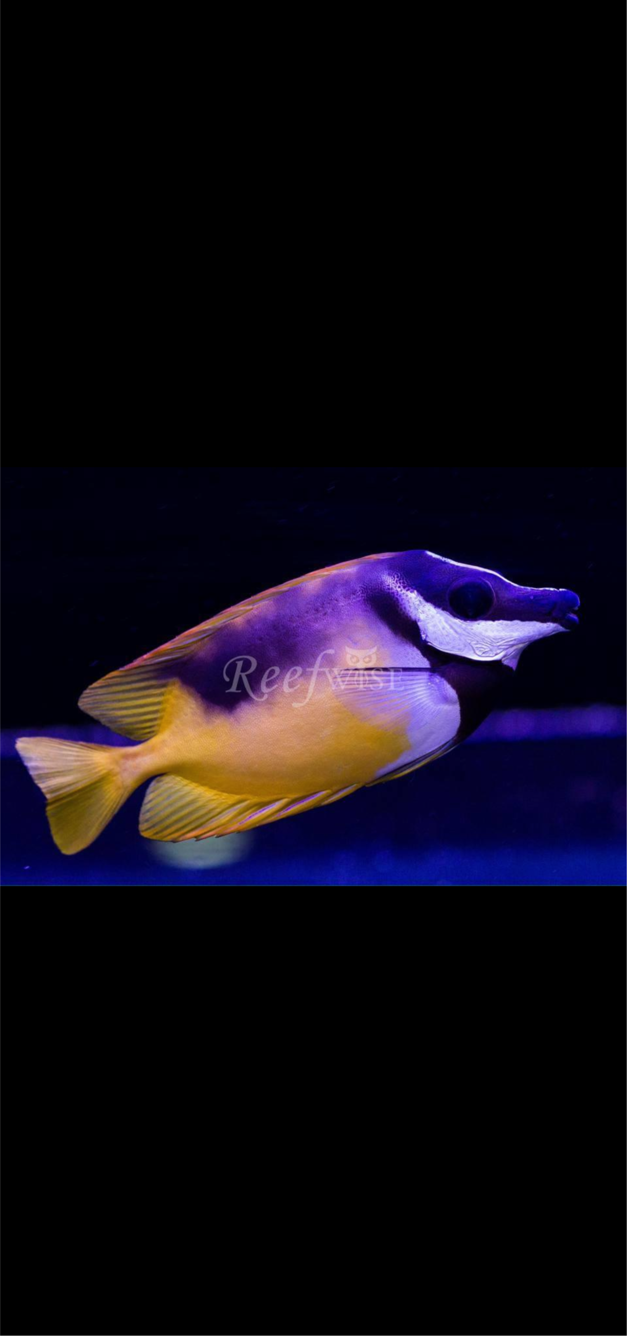 Fox Face Rabbitfish