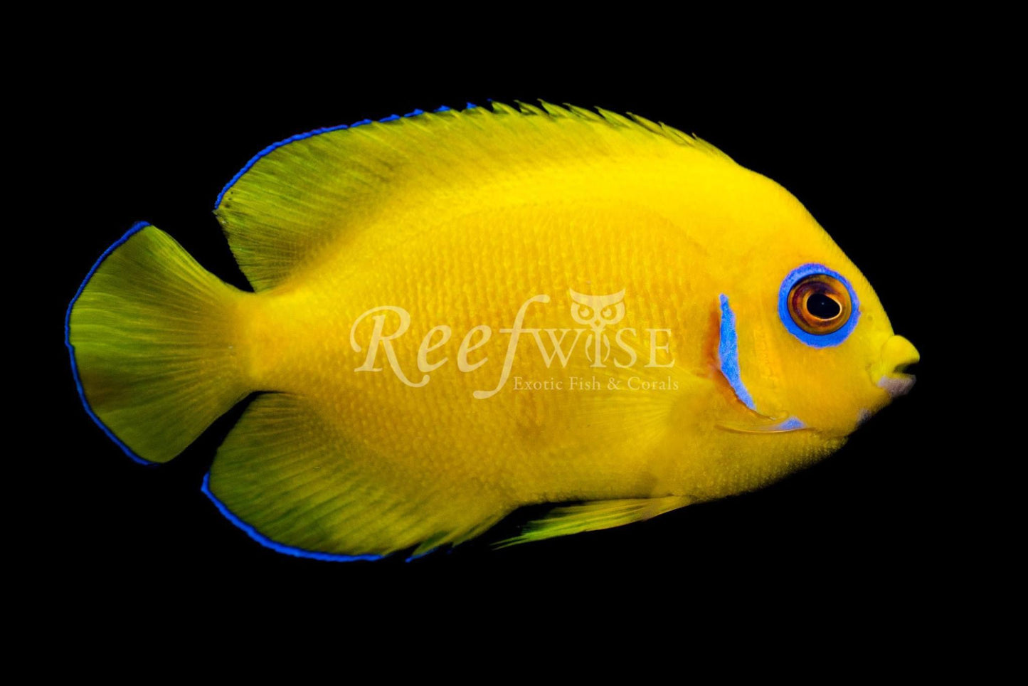 Lemon Peel Drawf Angel