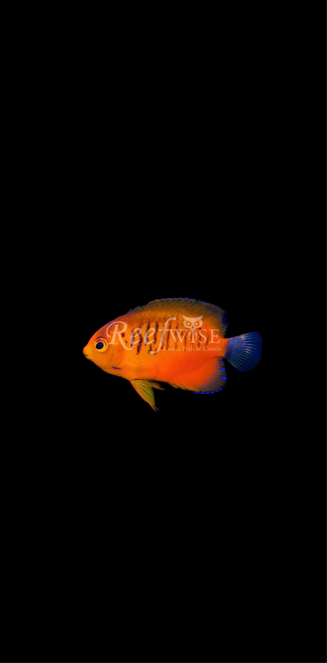 Flame Angel Fish