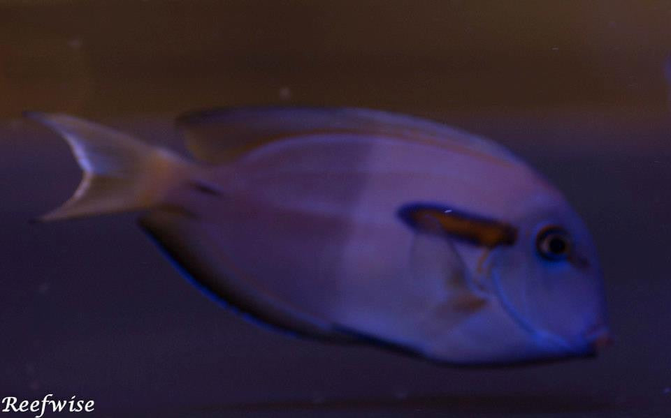 Orange Shoulder Tang