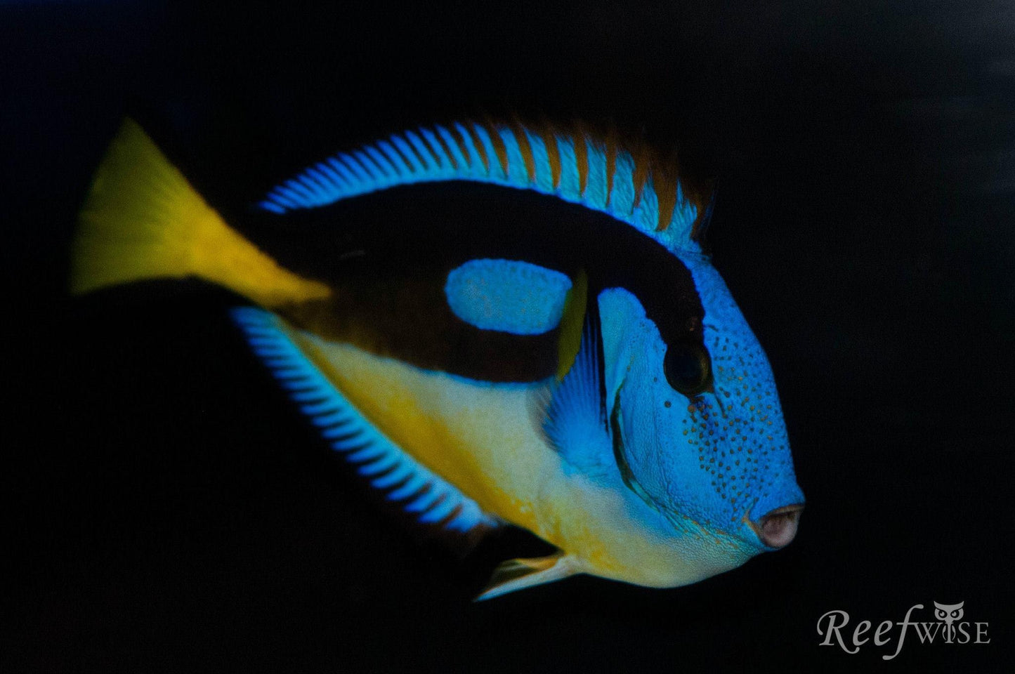 Blue Hippo Tang