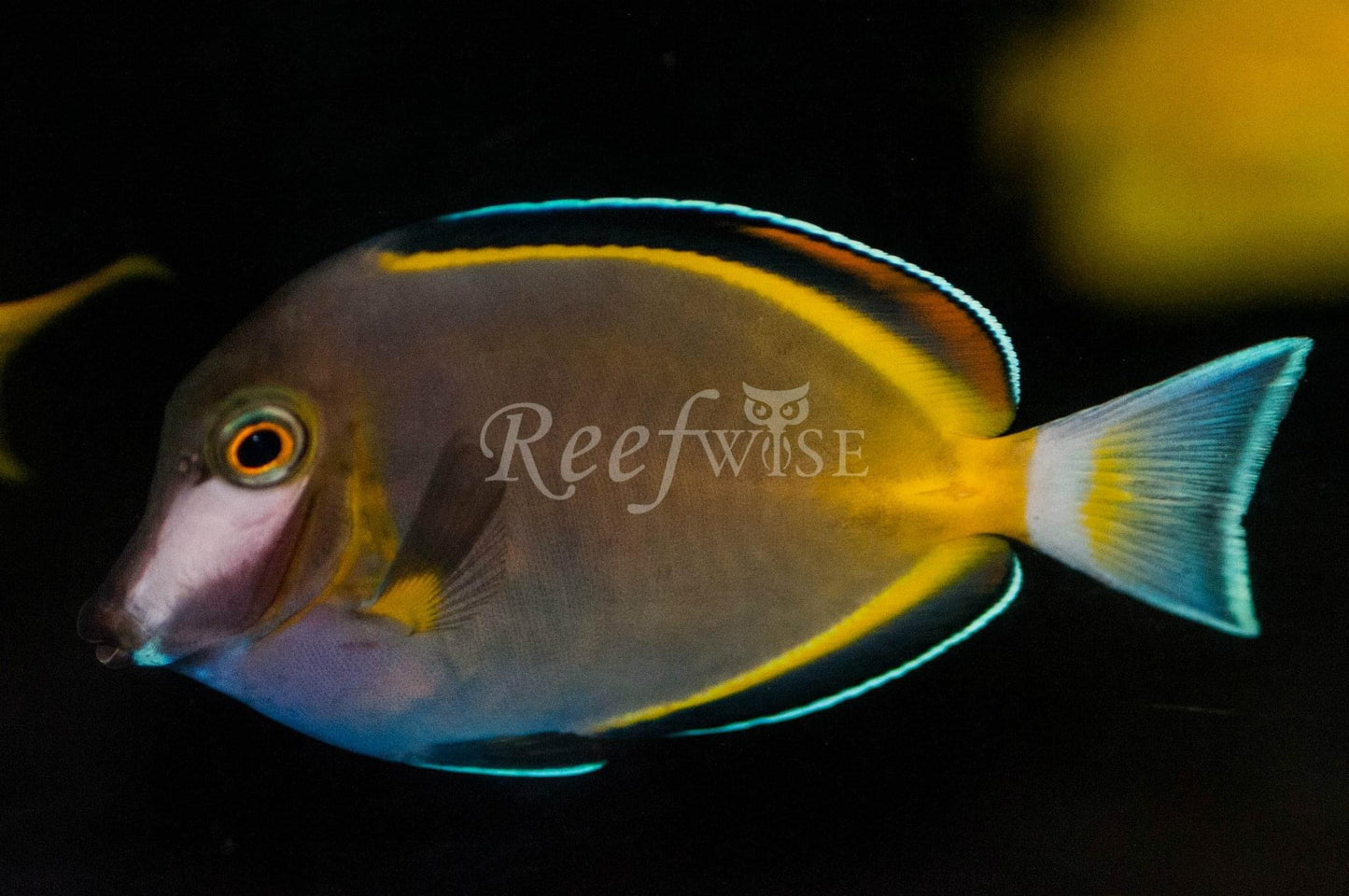 Powder Brown Tang