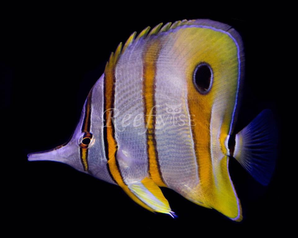 Copperband Butterfly