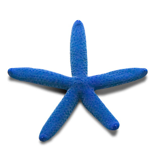 Blue Linckia Starfish