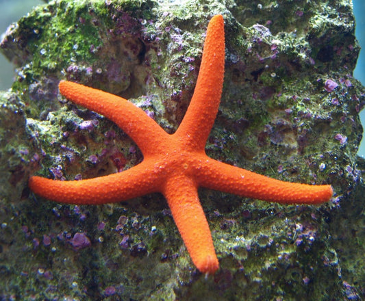 Orange Linckia Starfish