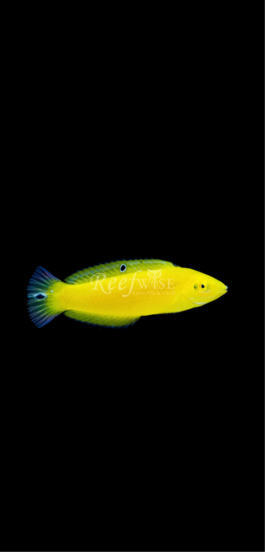 Yellow Wrasse