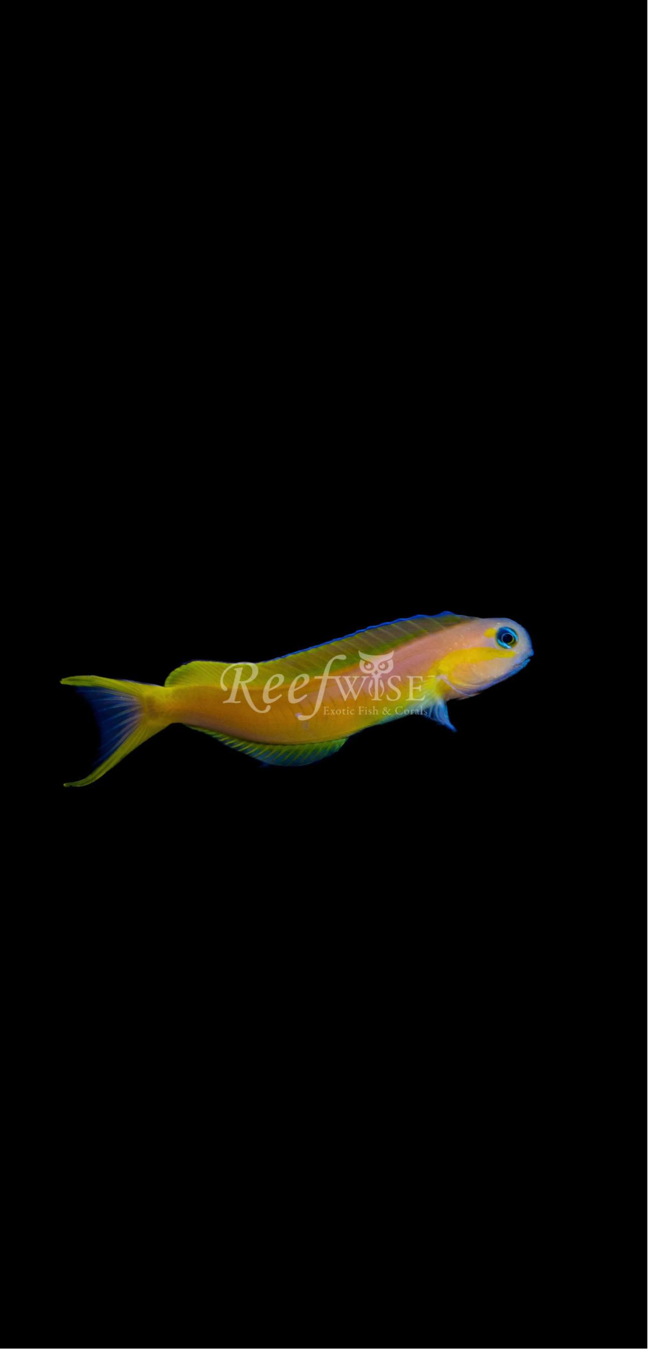 Midas Blenny