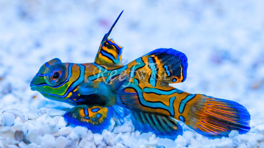 Mandarin Goby