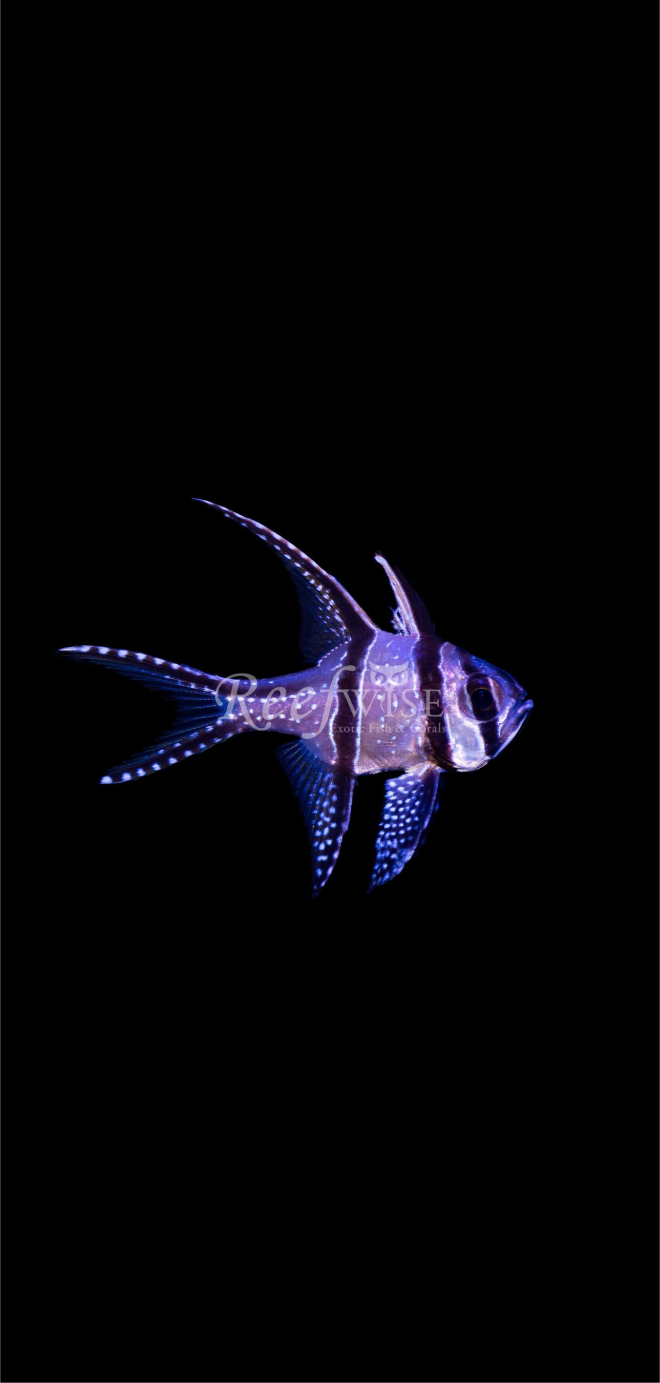 Banggai Cardinal