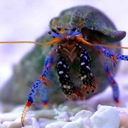 Blue Leg Hermit Crab