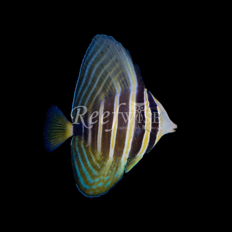 Sailfin Tang