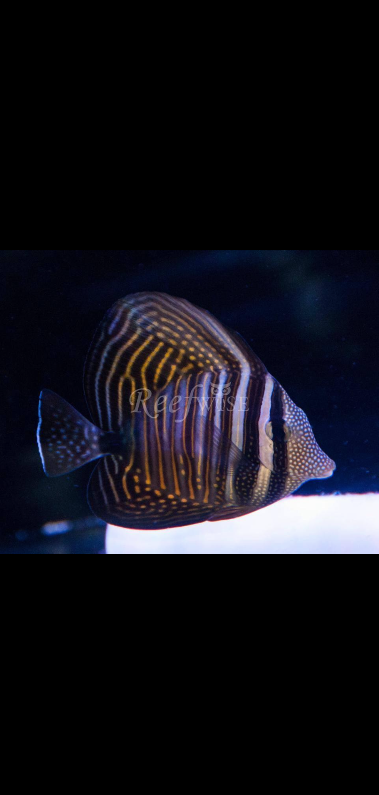 Desjardini Sailfin Tang