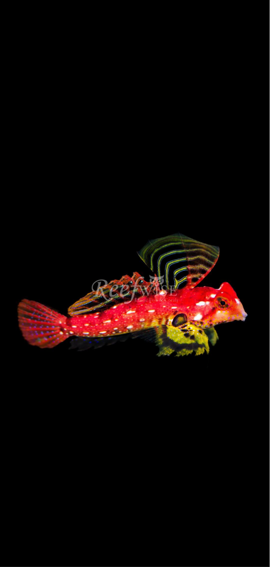 Red Dragonet