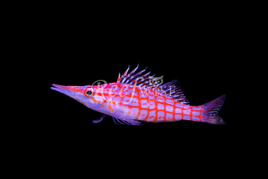 Long nose Hawkfish