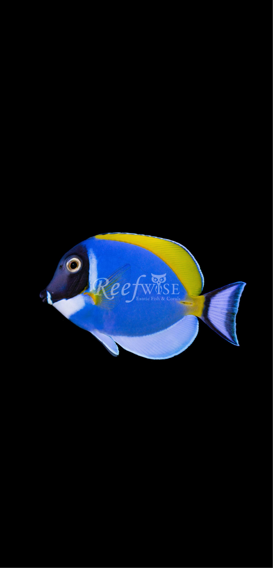 Powder Blue Tang