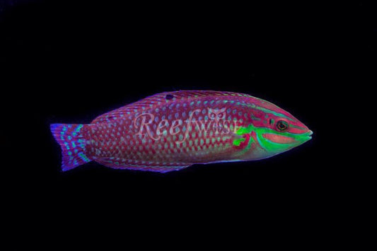 Christmas Wrasse