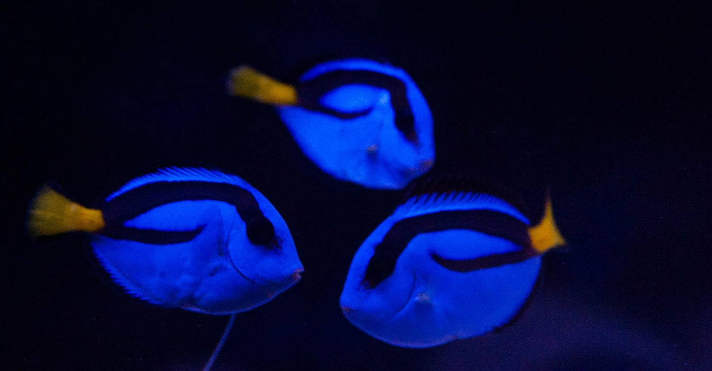Blue Hippo Tang (Small)