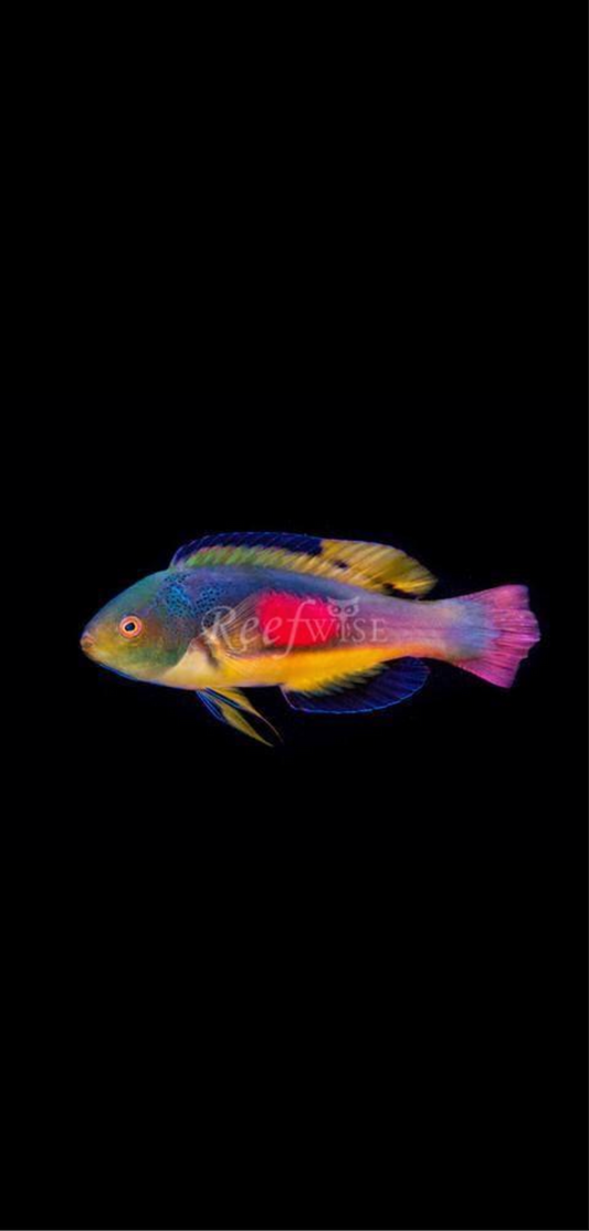 Scott’s Greenback Fairy Wrasse