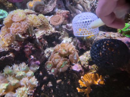 Coral Feeder Cage