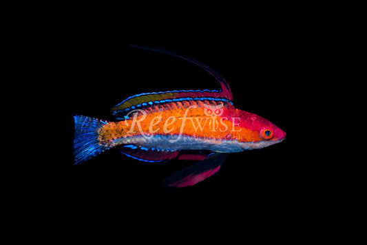 Carpenters Wrasse