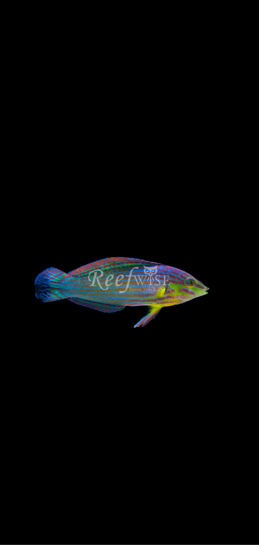 Melanurus Wrasse