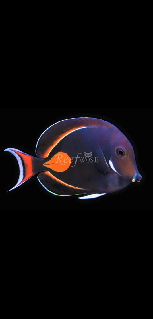 Achilles Tang