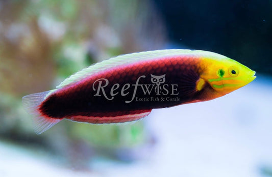 Radiant Wrasse