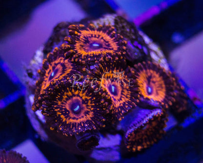 Zoa Frag Pack