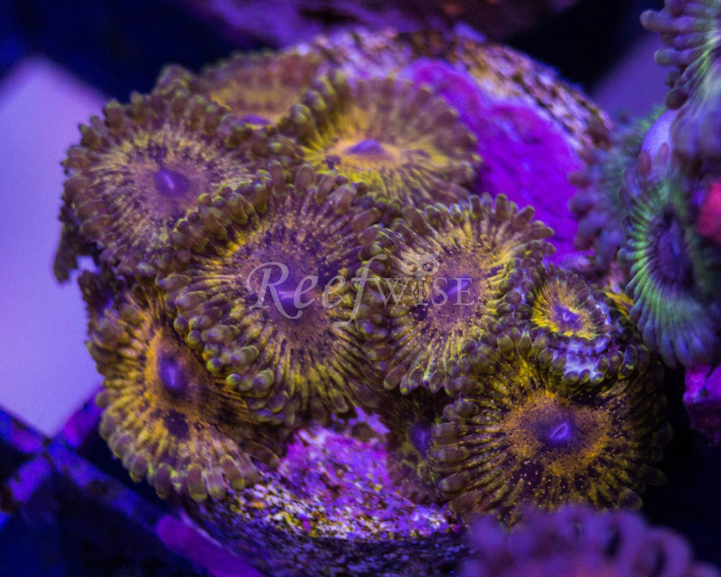 Zoa Frag Pack