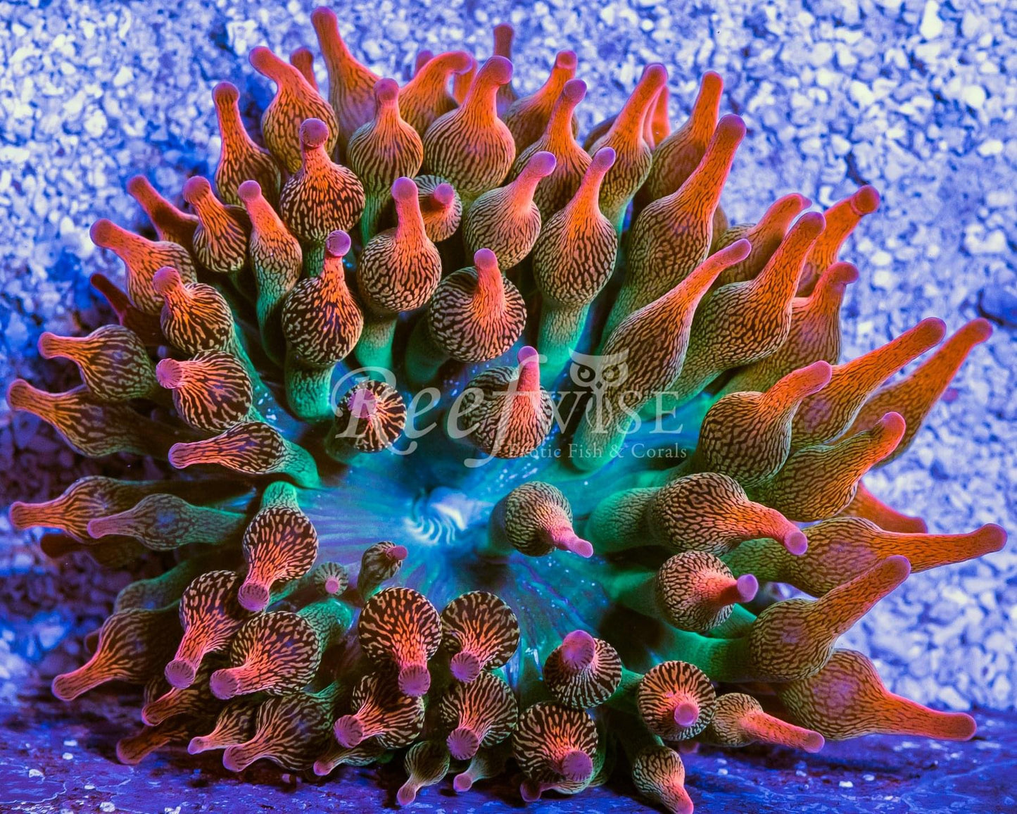 Rainbow Bubble Tip Anemone