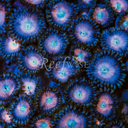 Zoa Frag Pack