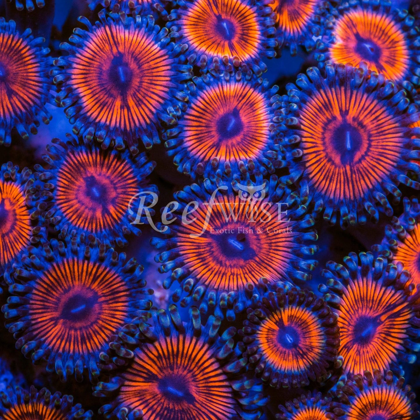 Zoa Frag Pack