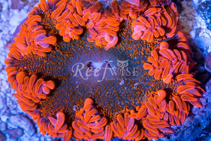 Ultra Rock Flower Anemone Pack