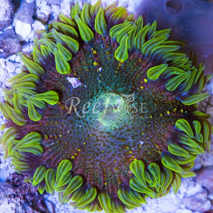 Ultra Rock Flower Anemone Pack