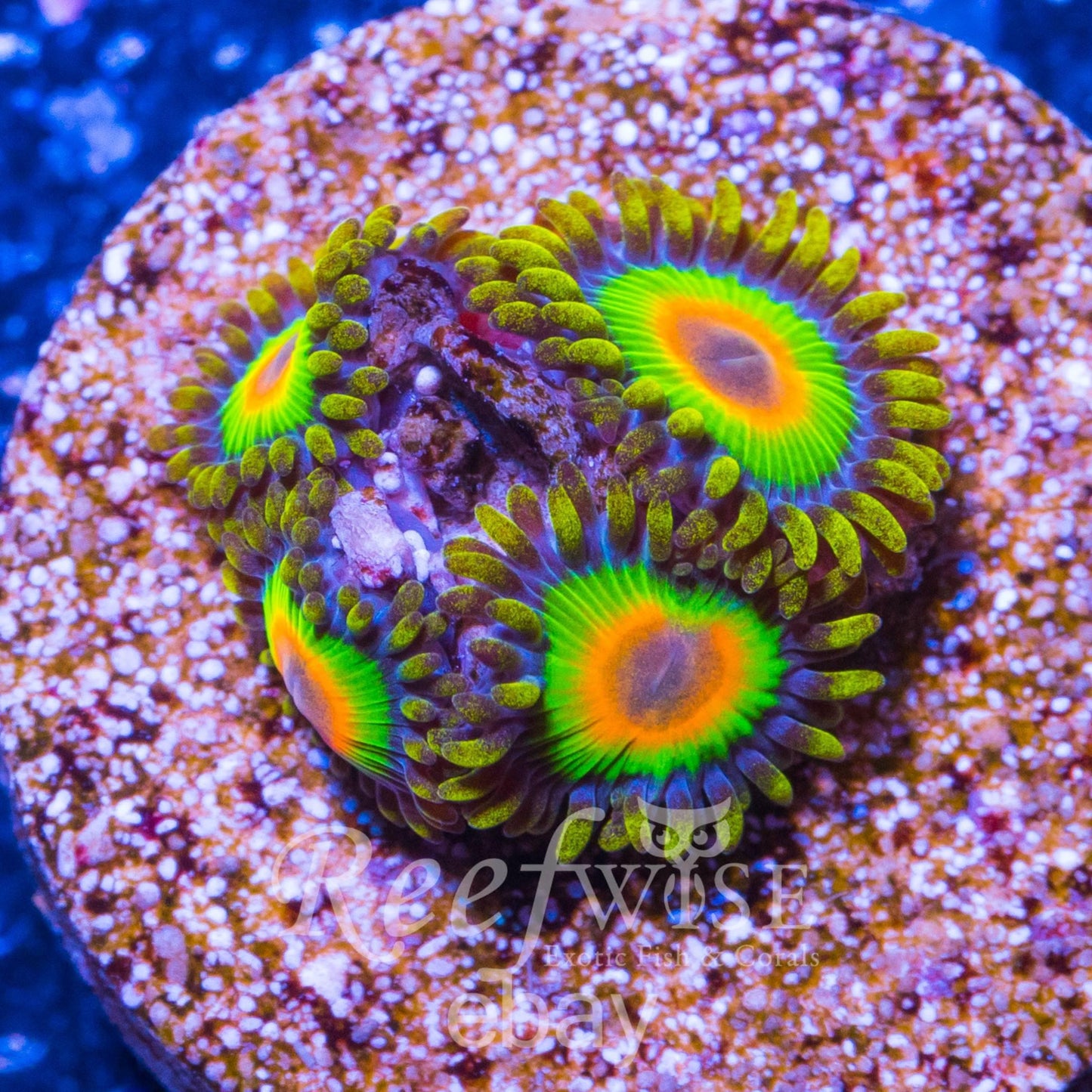 Zoa Frag Pack