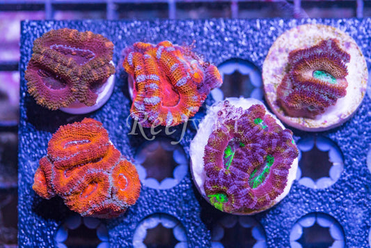 Acan Frag Pack