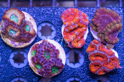 Acan Frag Pack