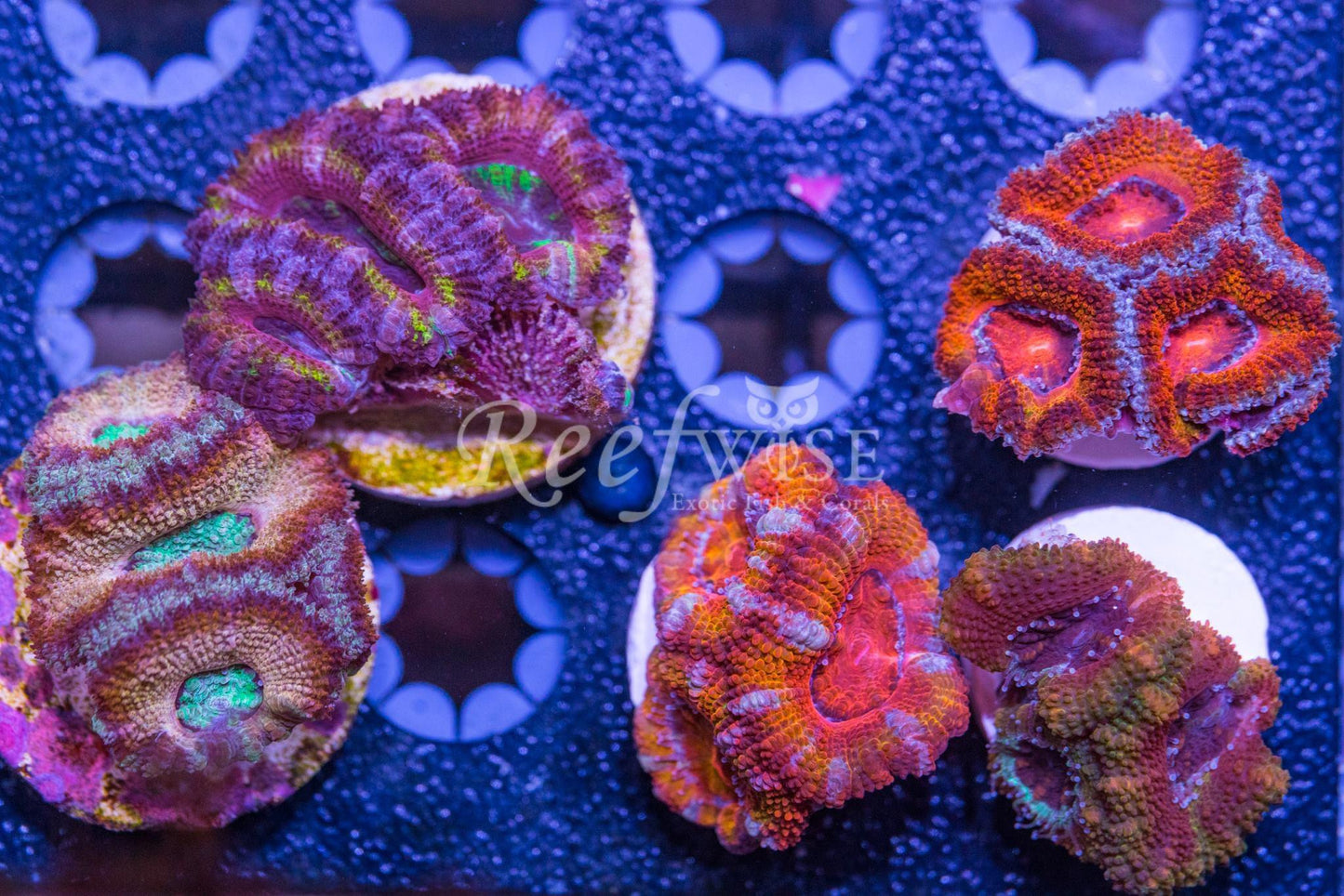 Acan Frag Pack