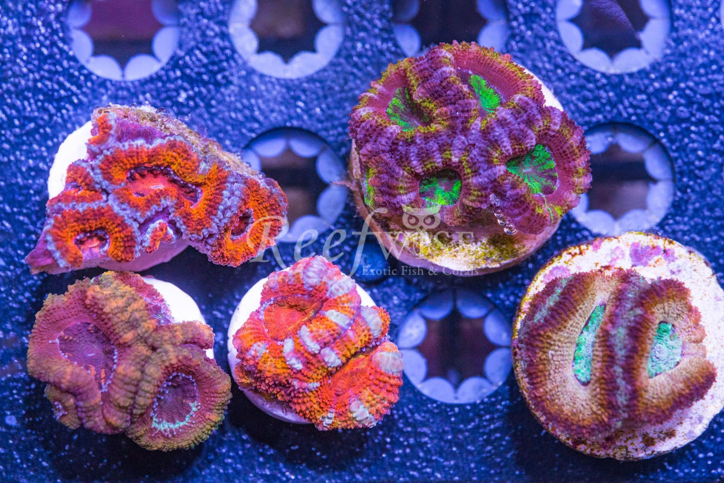 Acan Frag Pack