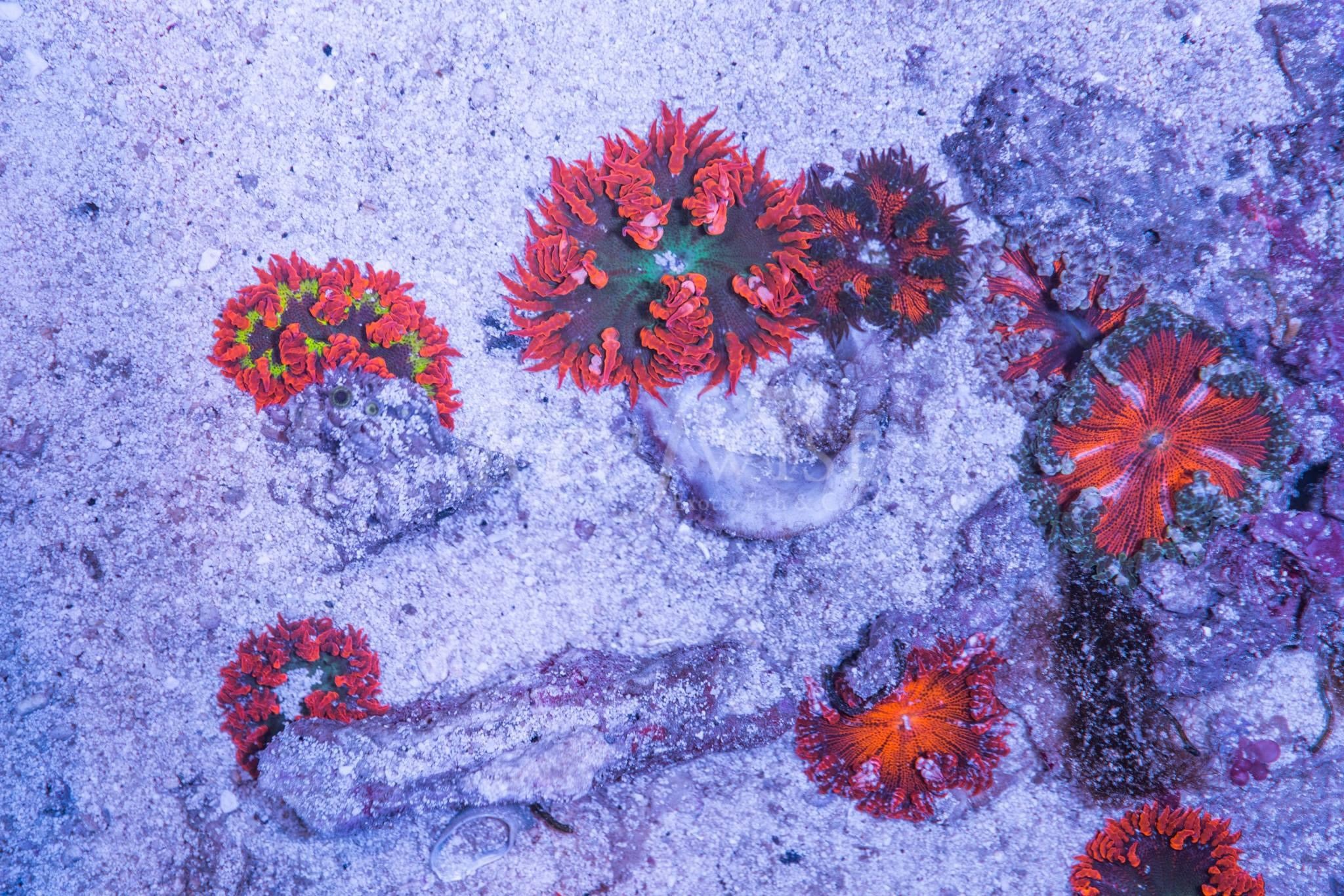 Ultra Rock Flower Anemone Pack Reefwise Ultra rock flower anemone pack reefwise