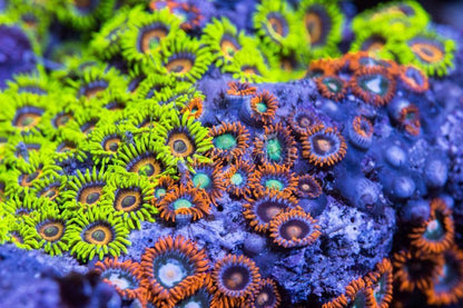 Zoa Frag Pack