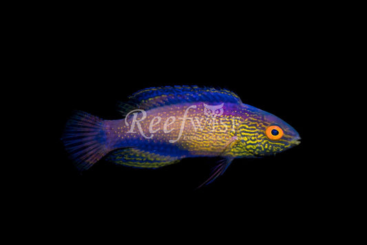 Golden Rhomboid Wrasse (Super Male)