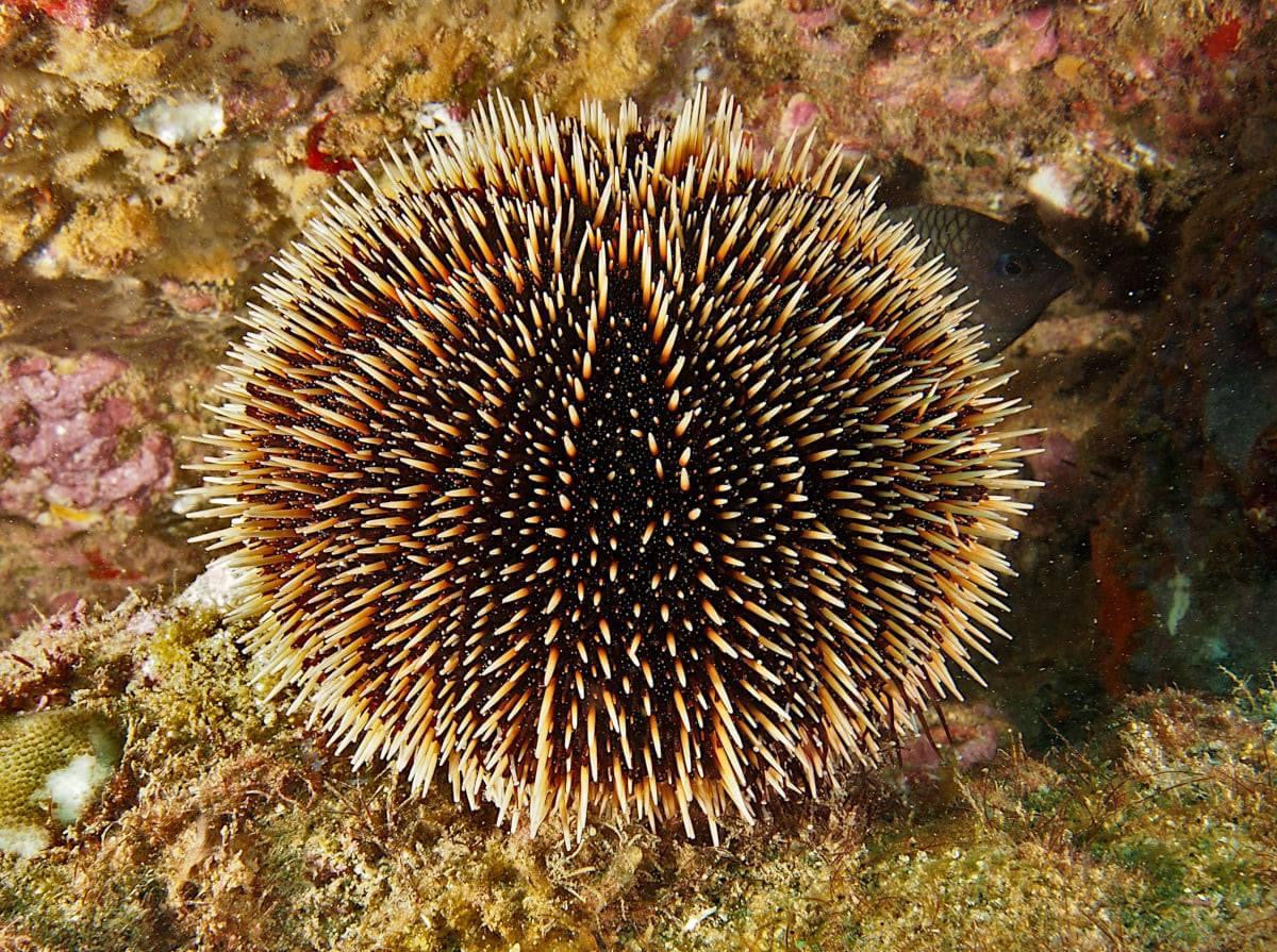 Pincushion Urchin