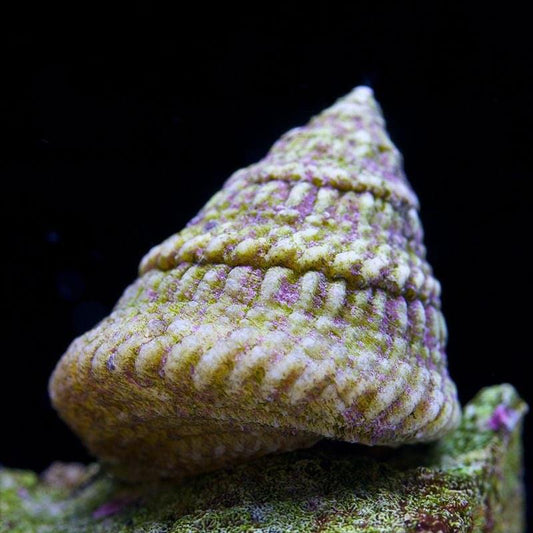 Astrea Snail