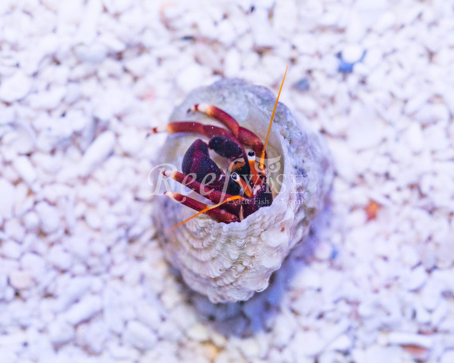 Red Leg Hermit Crab