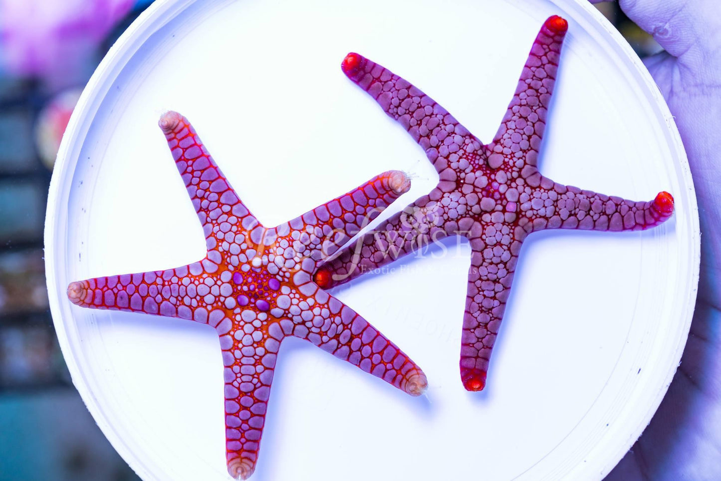 Red/Orange Tile Starfish